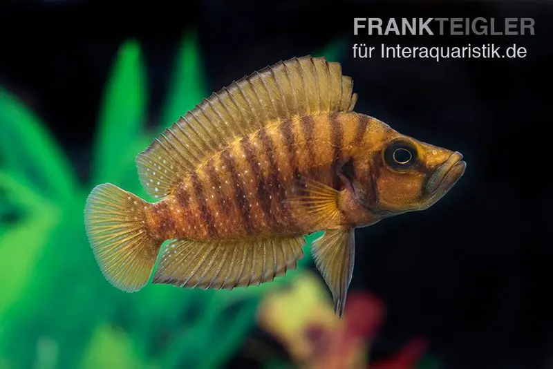 Cichlidé-perche Kigoma, Altolamprologus compressiceps Kigoma