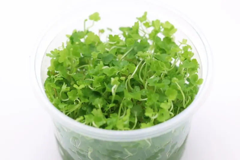 Hydrocotyle japonaise, Hydrocotyle tripartita, en pot de 250 ml