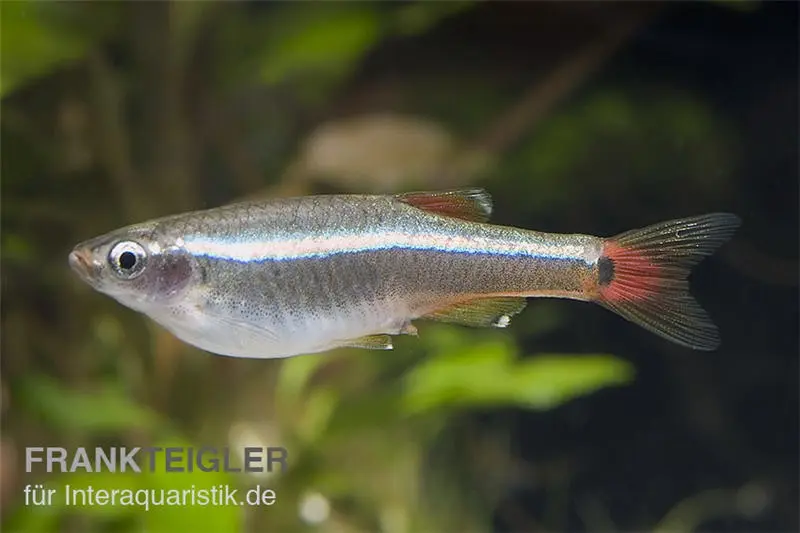 Poisson cardinal, Tanichthys albonubes, env. 1,5-2,5 cm