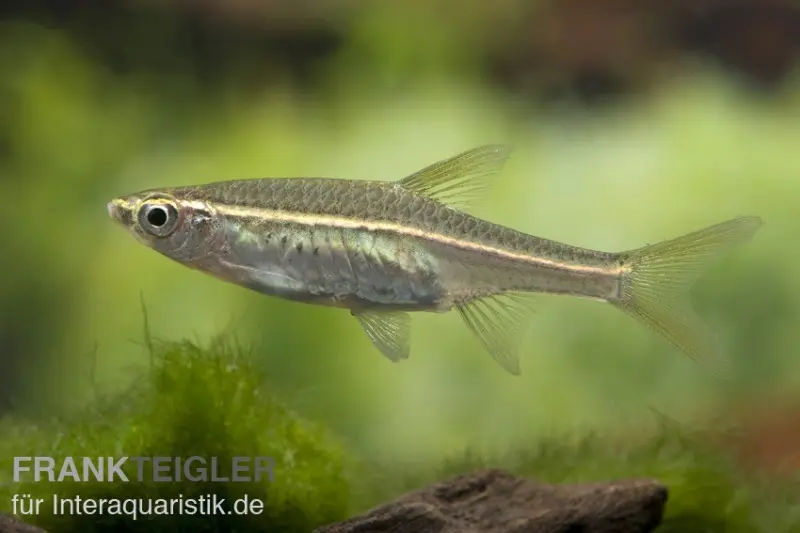 Barbus arlequin lumineux, Rasbora pauciperforata