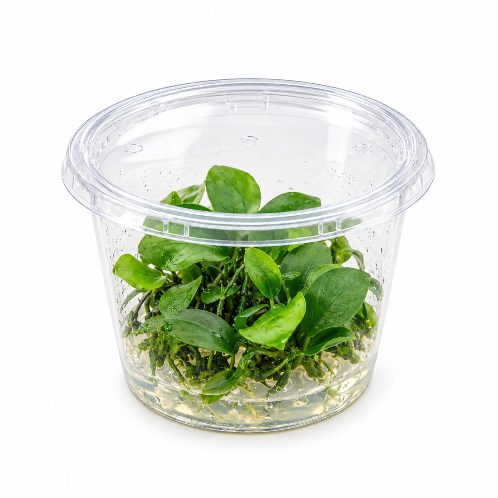 Petite anubias, Anubias nana, In Vitro
