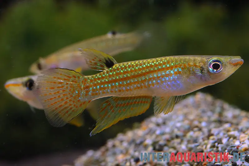 Hechtling de Madras, Aplocheilus blockii