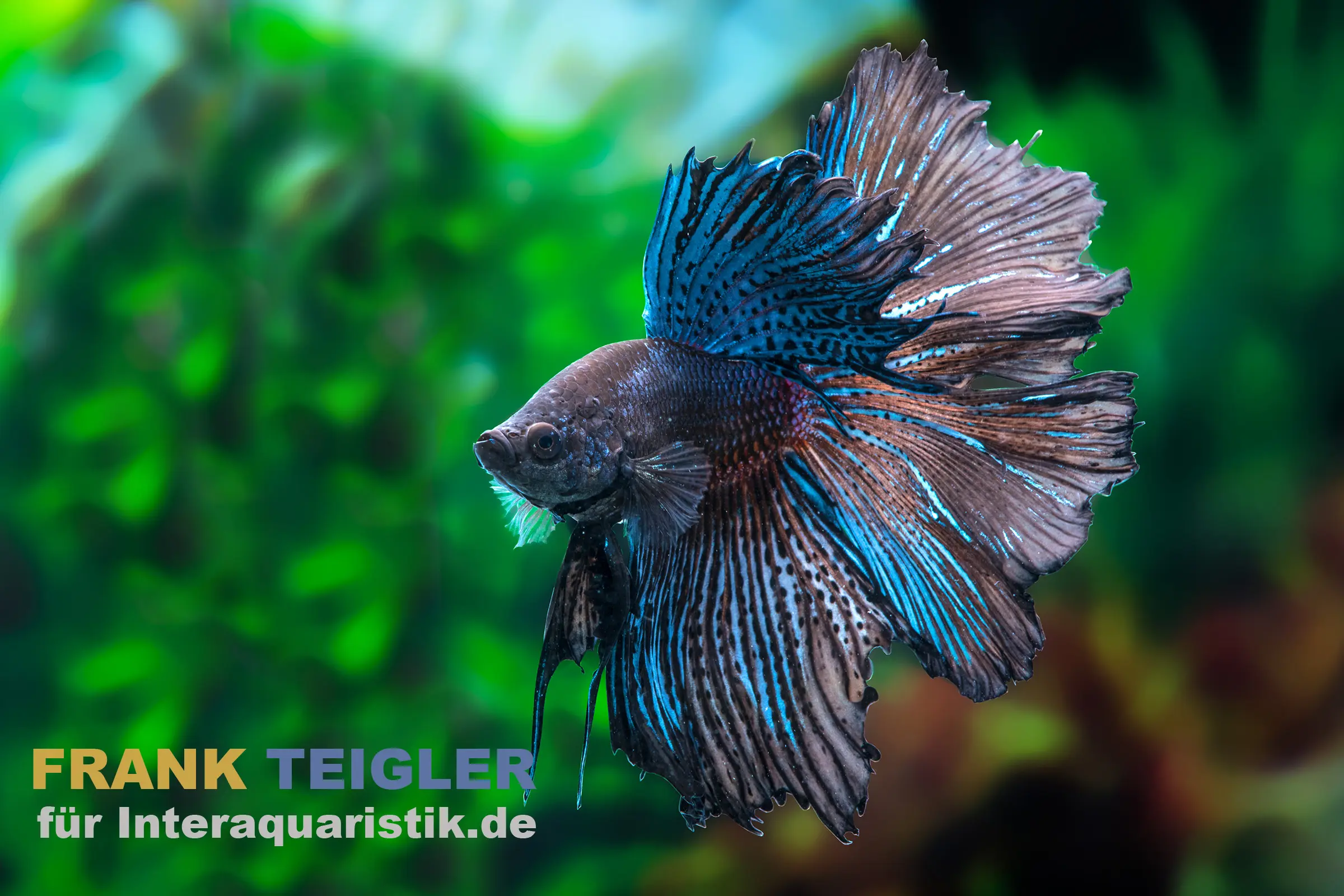 Combattant Halfmoon Black Orchid, mâle, Betta splendens