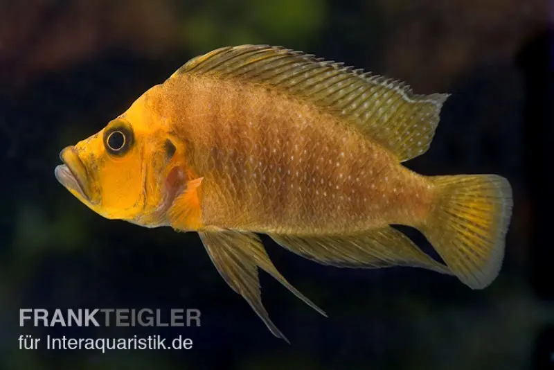 Cichlidé compressiceps, Altolamprologus compressiceps, 3-4 cm