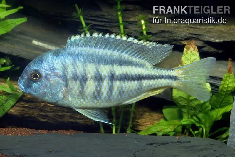 Cichlidé mangeur d’escargots, Chilotialapia rhoadesii, 7-8 cm élevage allemand