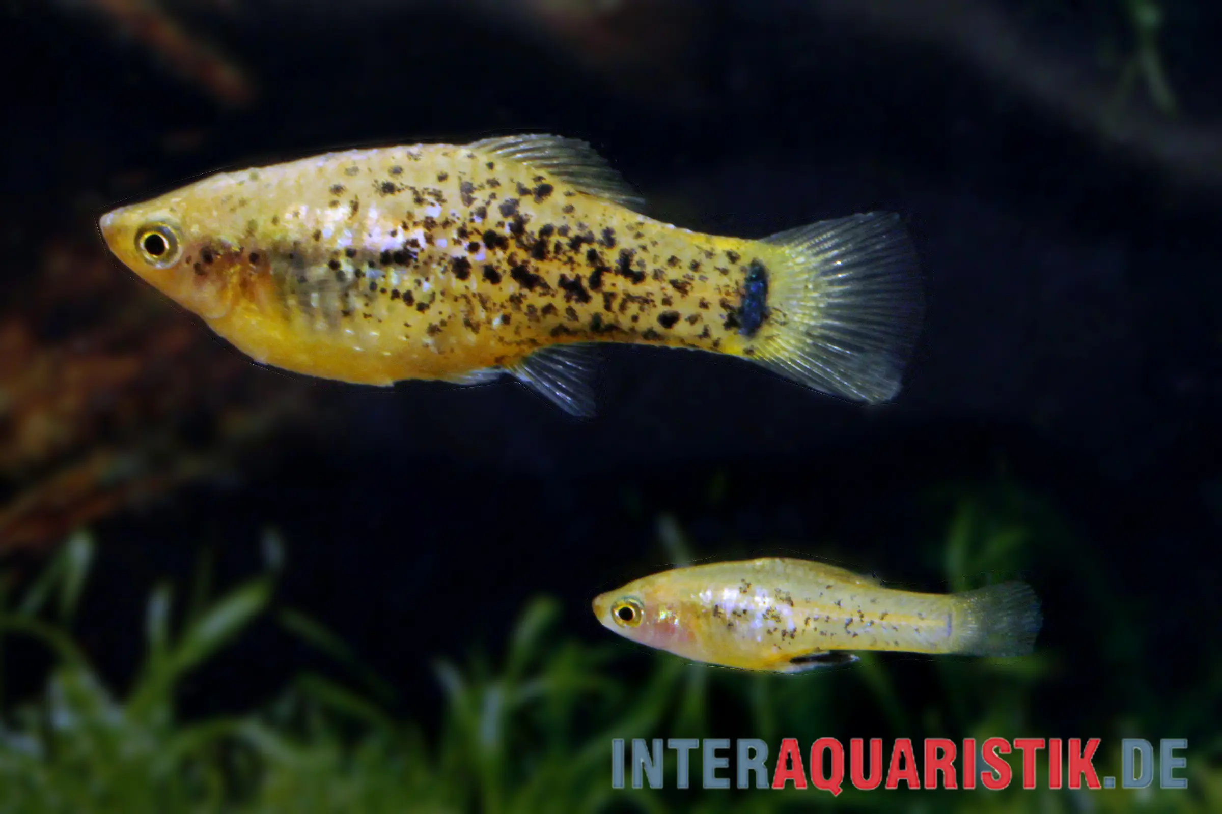 Miller-Platy, Xiphophorus milleri (Platy du lac de Catemaco)