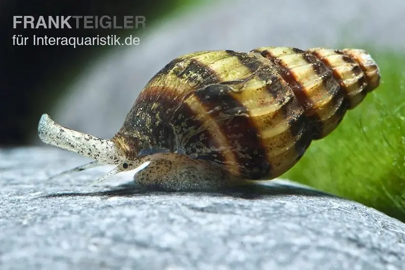 Escargot assassin, Anentome helena (Clea helena)