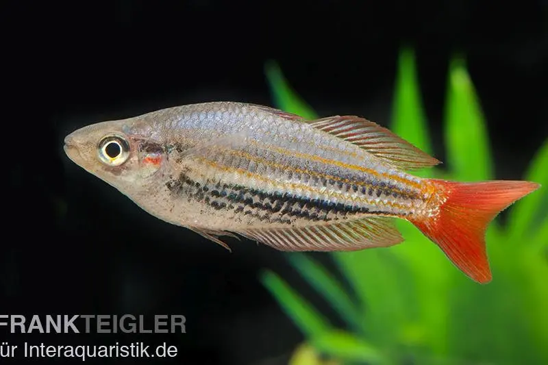 Poisson-arc-en-ciel à bandes rouges, Melanotaenia splendida rubrostriata
