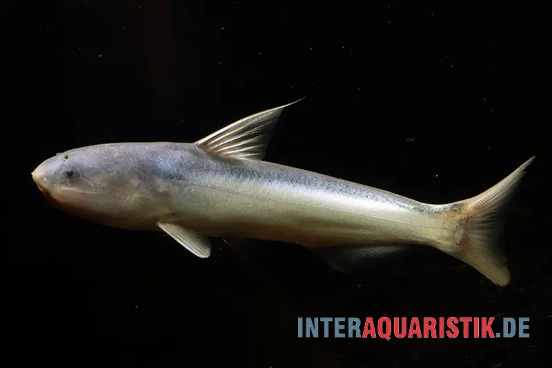 Silure baleine bleu, Cetopsis coecutiens, 10-12 cm