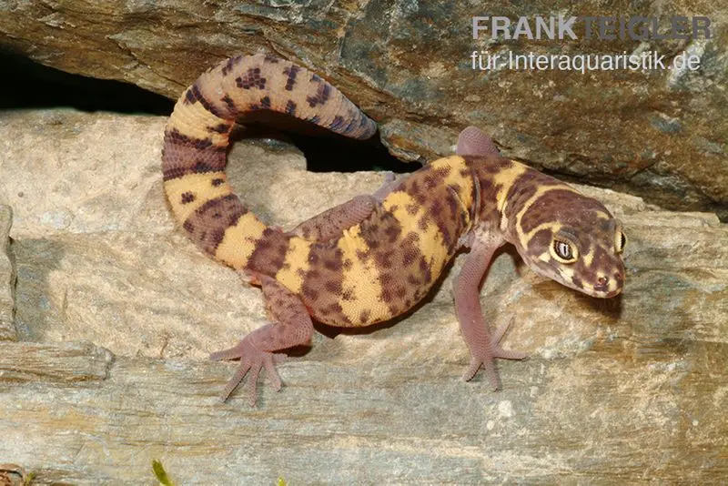 Gecko à griffes du Texas, Coleonyx brevis