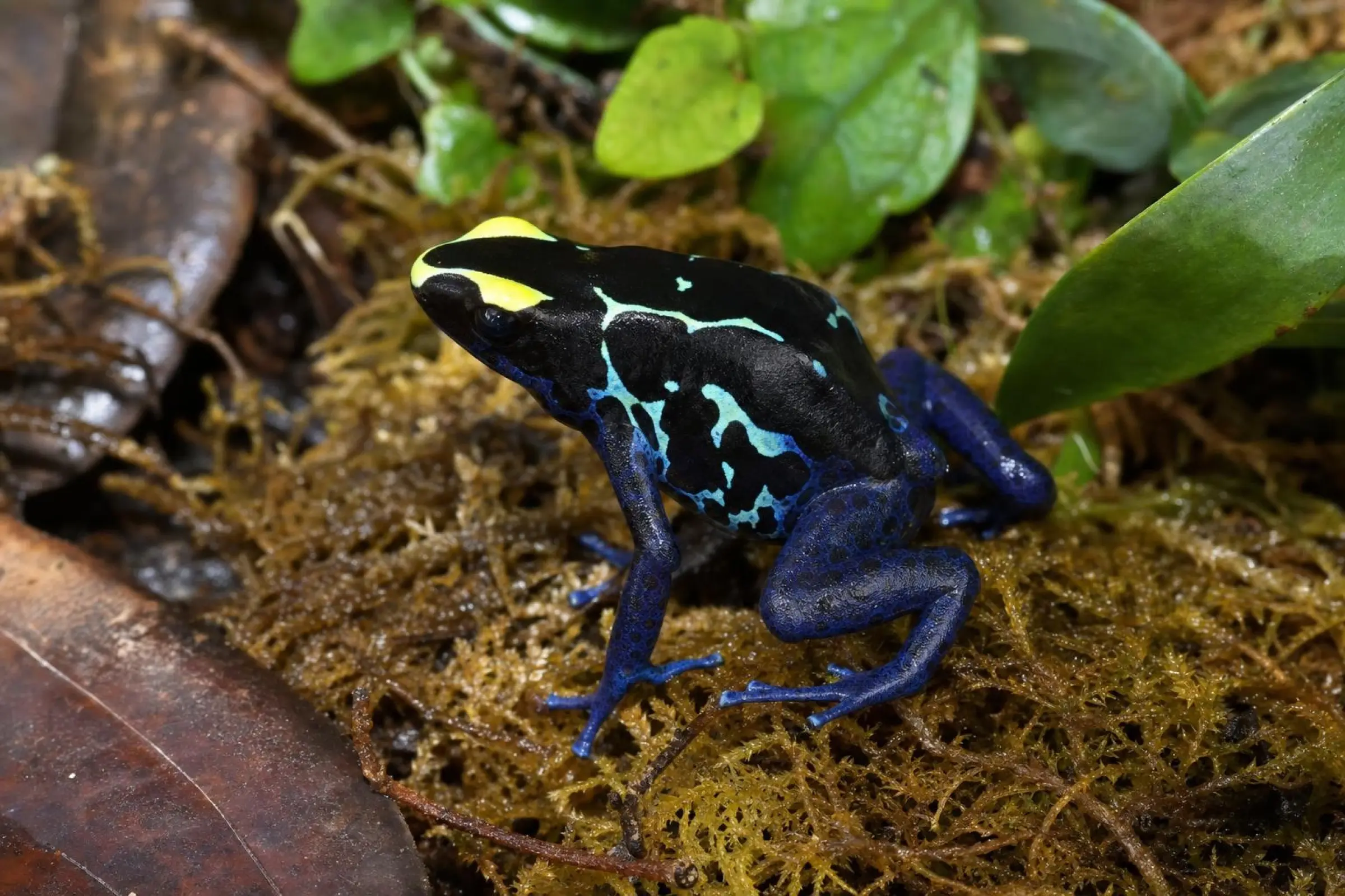 Dendrobate tinctorius « Sipaliwini Bleu », Dendrobates tinctorius