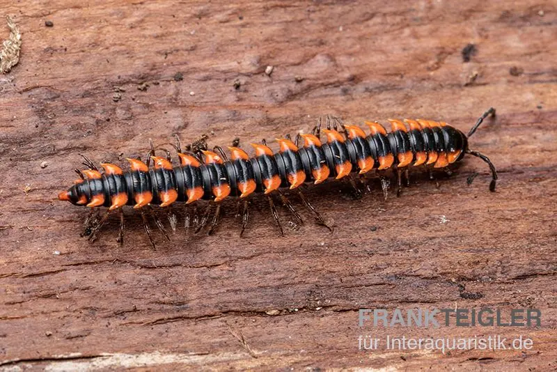 Iule à bandes « Orange Spike », Orthomorpha sp. « OrangeSpike »
