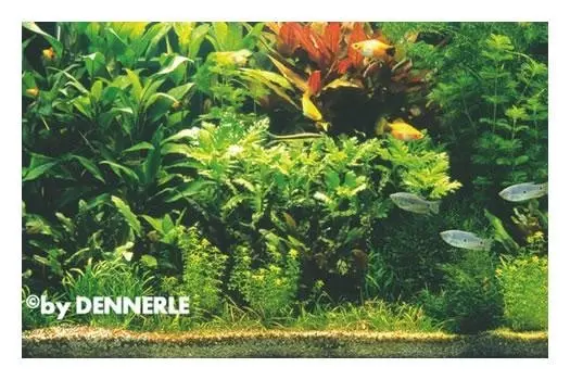 Aquarium hollandais, assortiment de plantes pour 100 x 40 x 50 cm, set de plantes d’aquarium