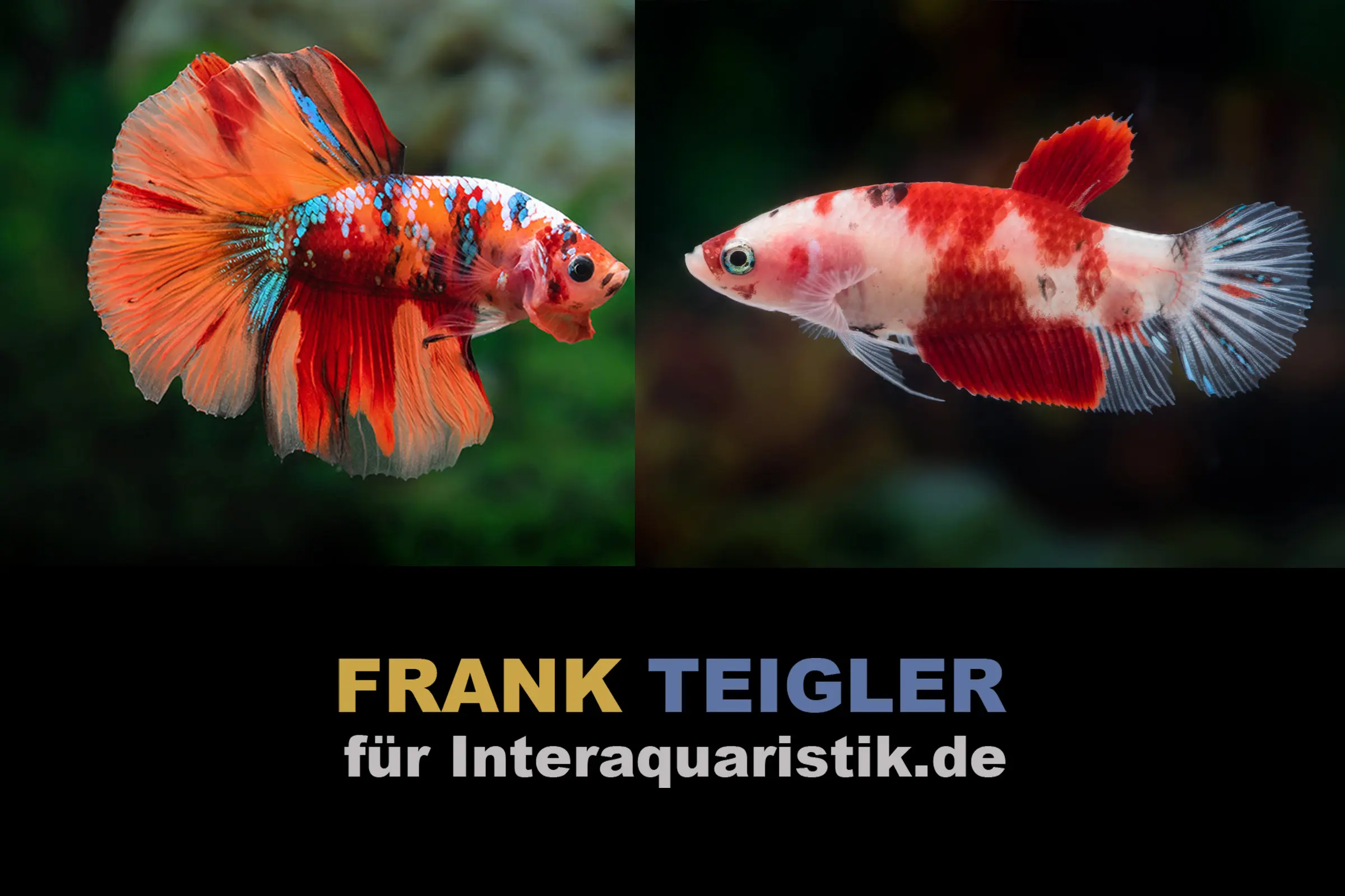 Couple : Combattant Halfmoon Koi, Betta splendens
