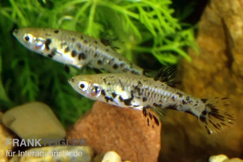 Kaudi tacheté, Phalloceros caudimaculatus