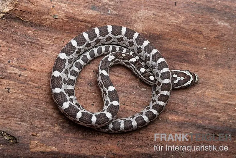 Serpent des blés, Pantherophis guttatus ANERY