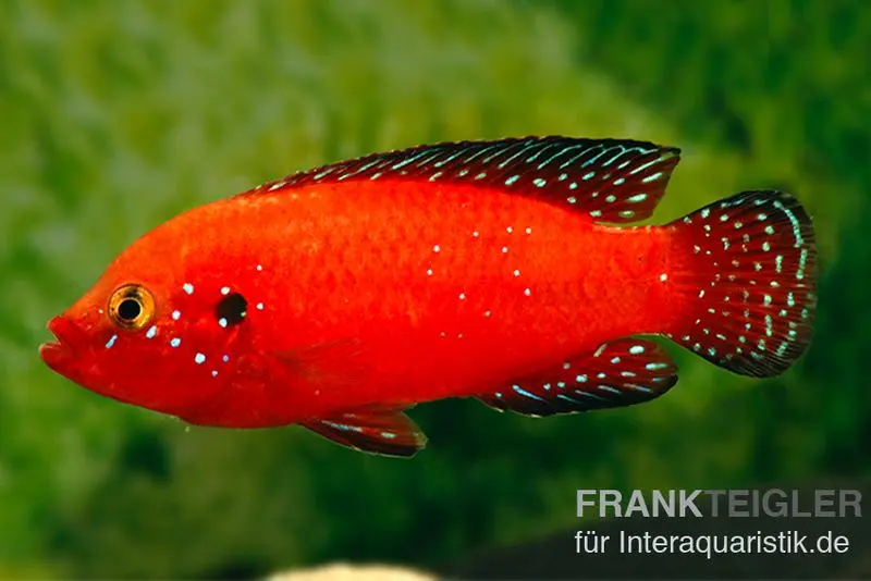 Cichlidé rouge du Turkana, Hemichromis exsul