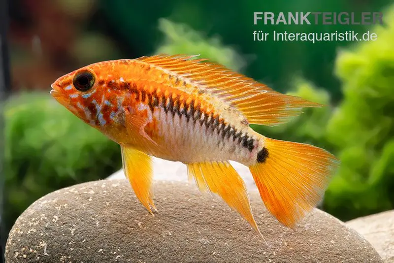 Cichlidé de Villavicencio, Apistogramma macmasteri