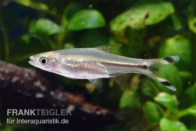 Barbus de verre, Rasbora trilineata