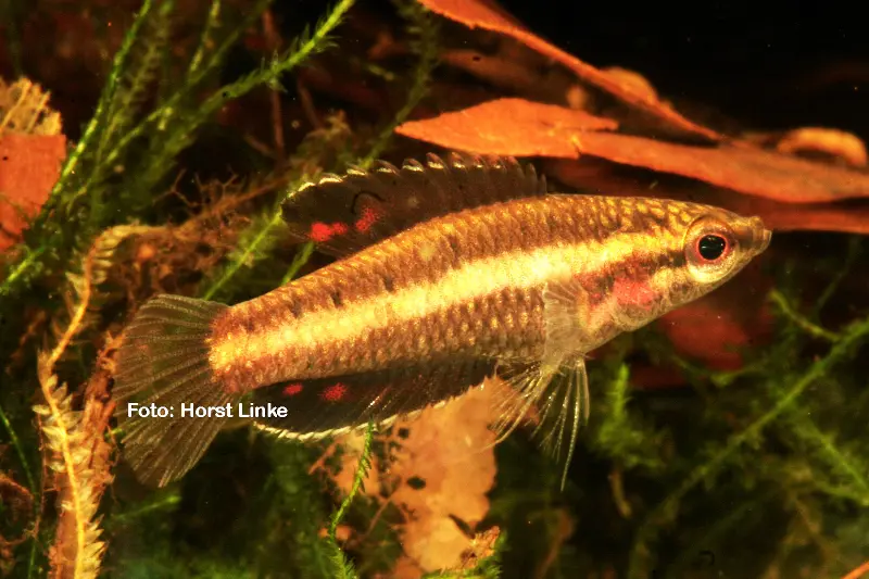 Gourami réglisse nain, Parosphromenus parvulus
