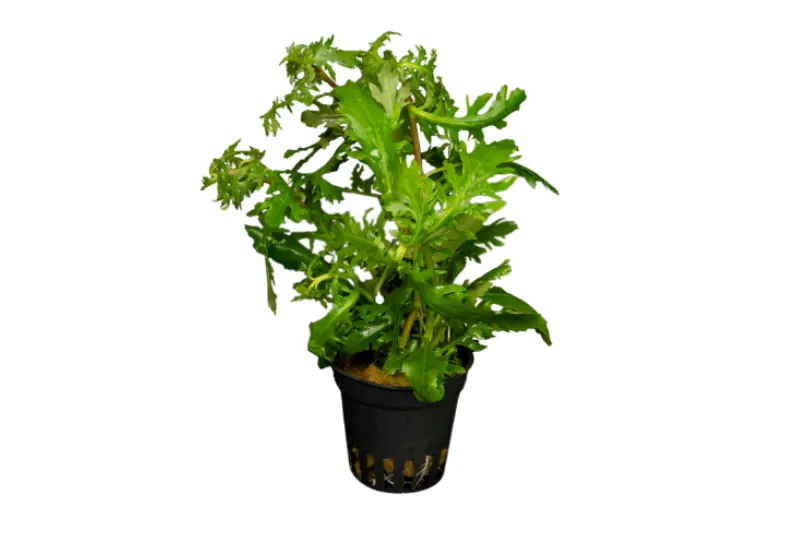 Hygrophila difforme, Hygrophila difformis, en pot