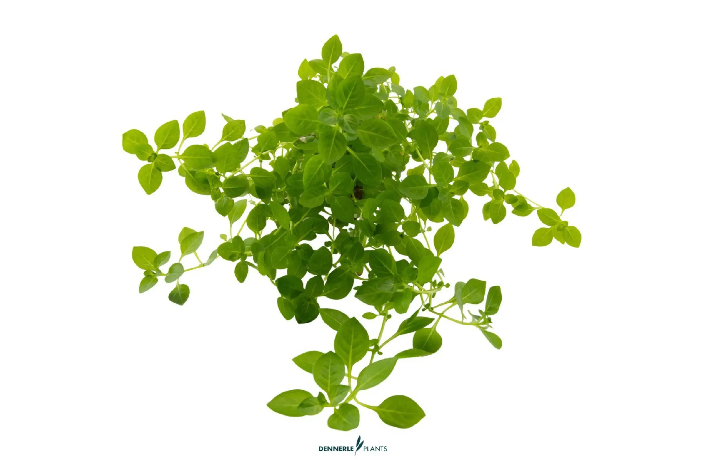 Ludwigie des marais verte, Ludwigia palustris Green, en pot  