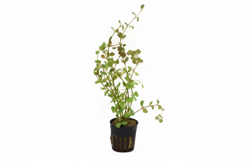 Rotala à feuilles rondes, Rotala rotundifolia, en pot