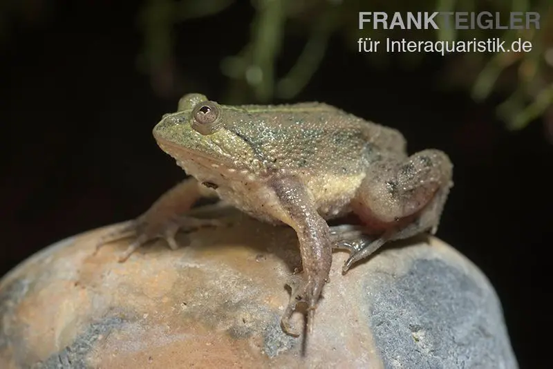 Grenouille nageuse, Occidozyga lima