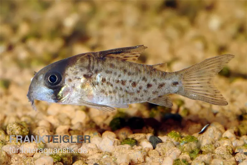 Corydoras tacheté, Corydoras atropersonatus (mini-poisson)