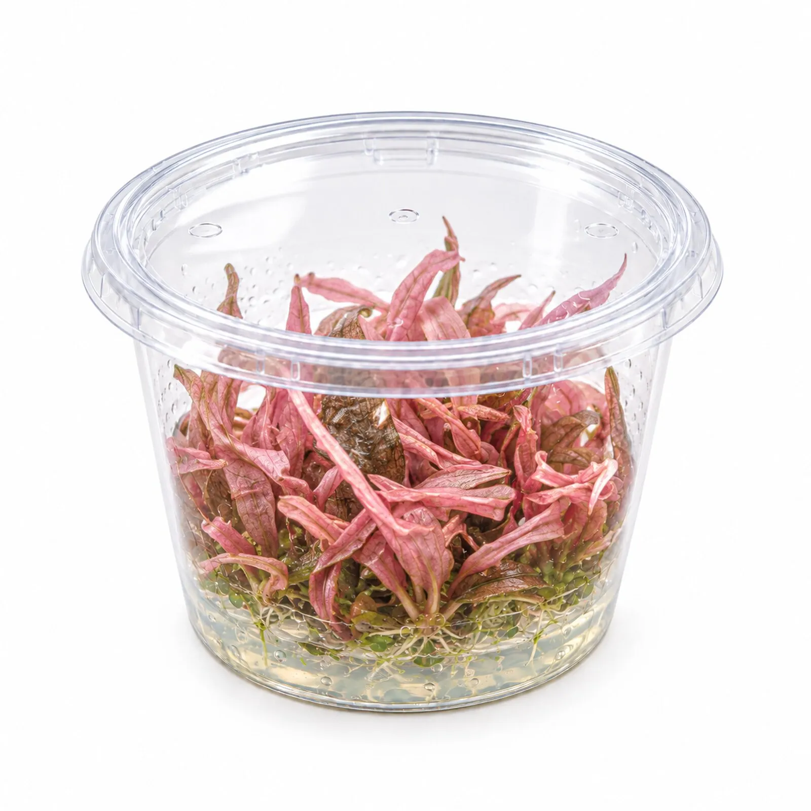 Cryptocoryne rose, Cryptocoryne wendtii « Flamingo », In Vitro