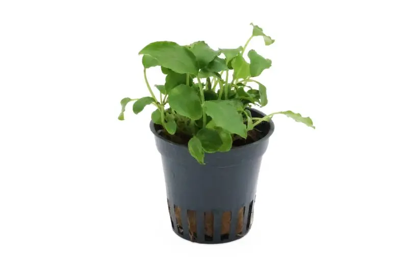 Schismatoglottis philippin, Schismatoglottis prietoi, en pot