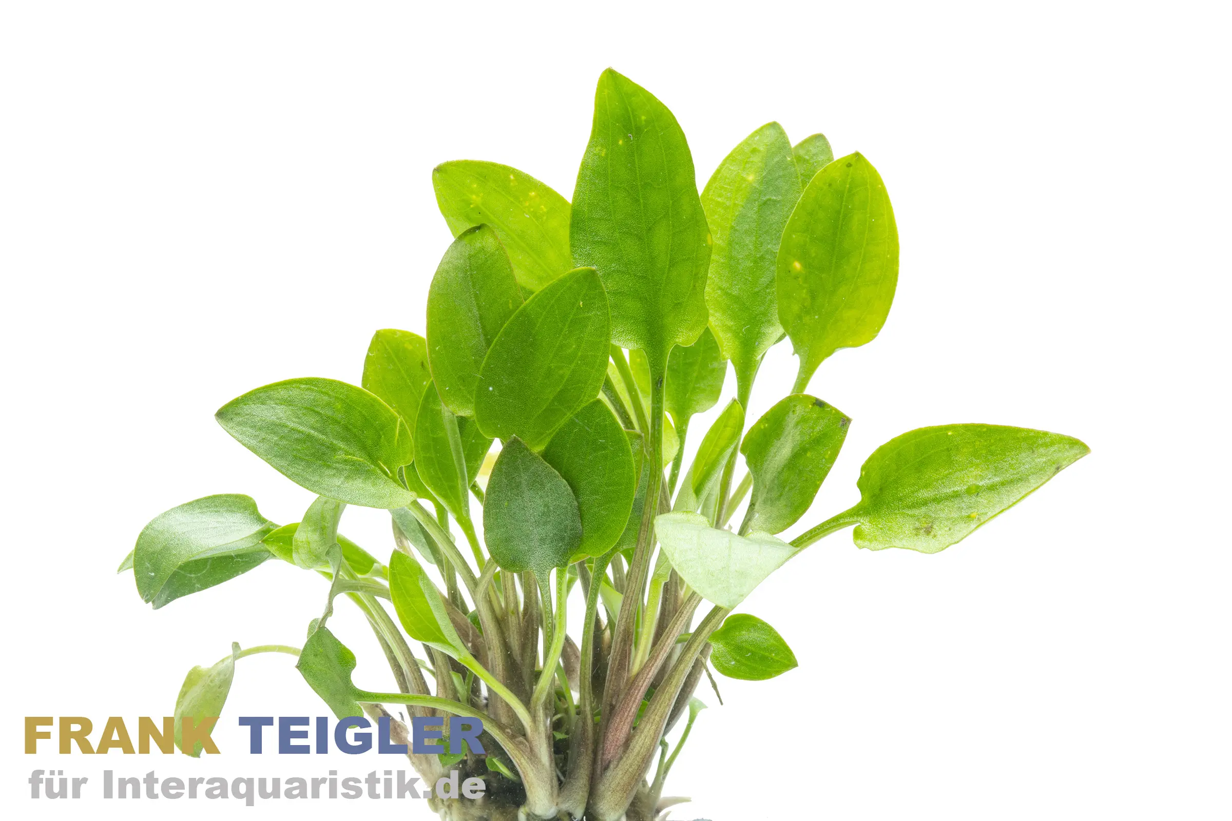 Cryptocoryne de Wallis, Cryptocoryne wallisii, en pot