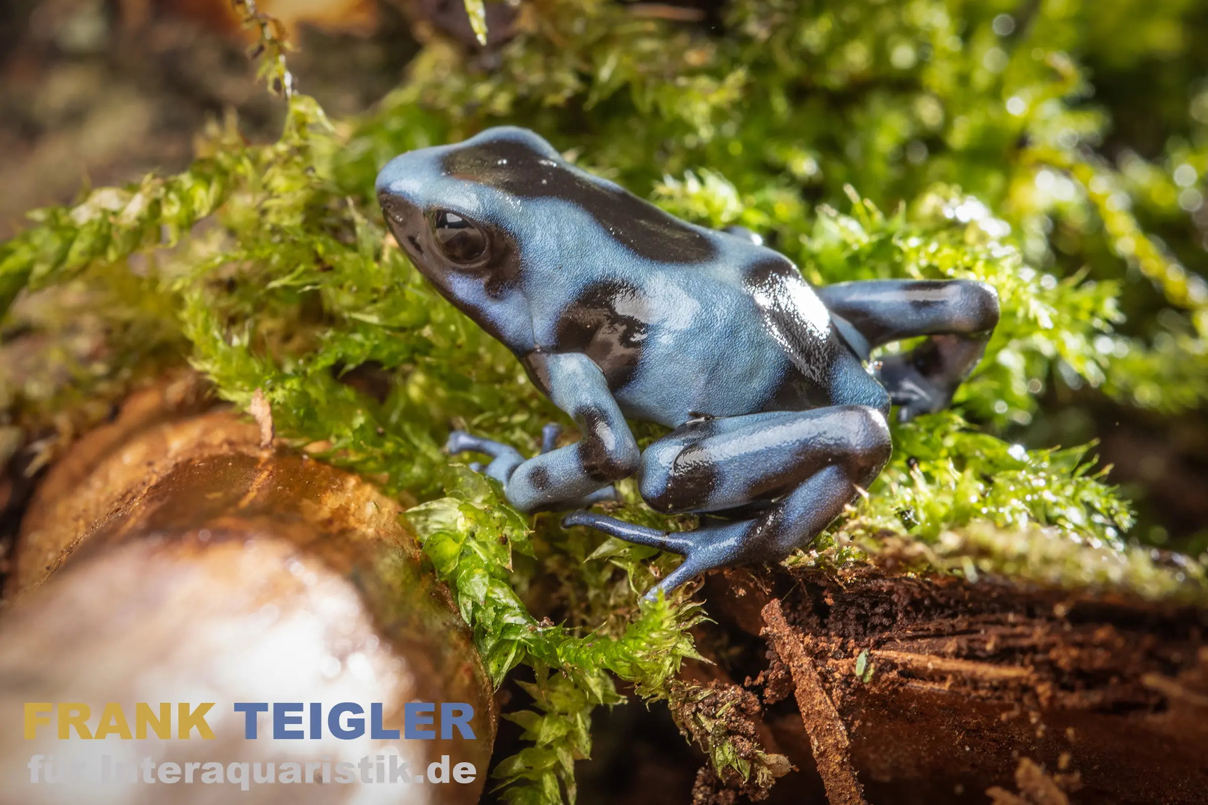 Dendrobate auratus bleu jean, Dendrobates auratus blau
