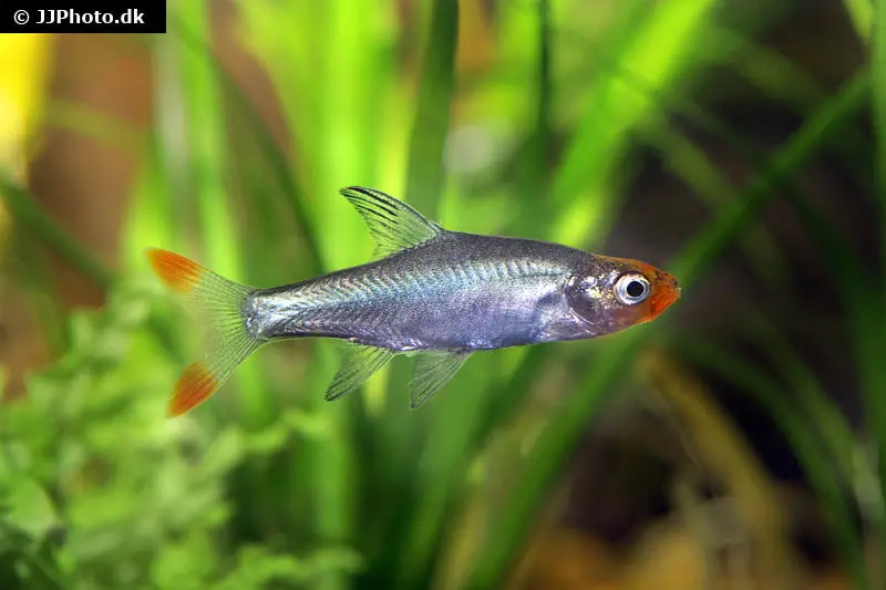 rasbora à tête rouge, Sawbwa resplendens (Sawbwa)