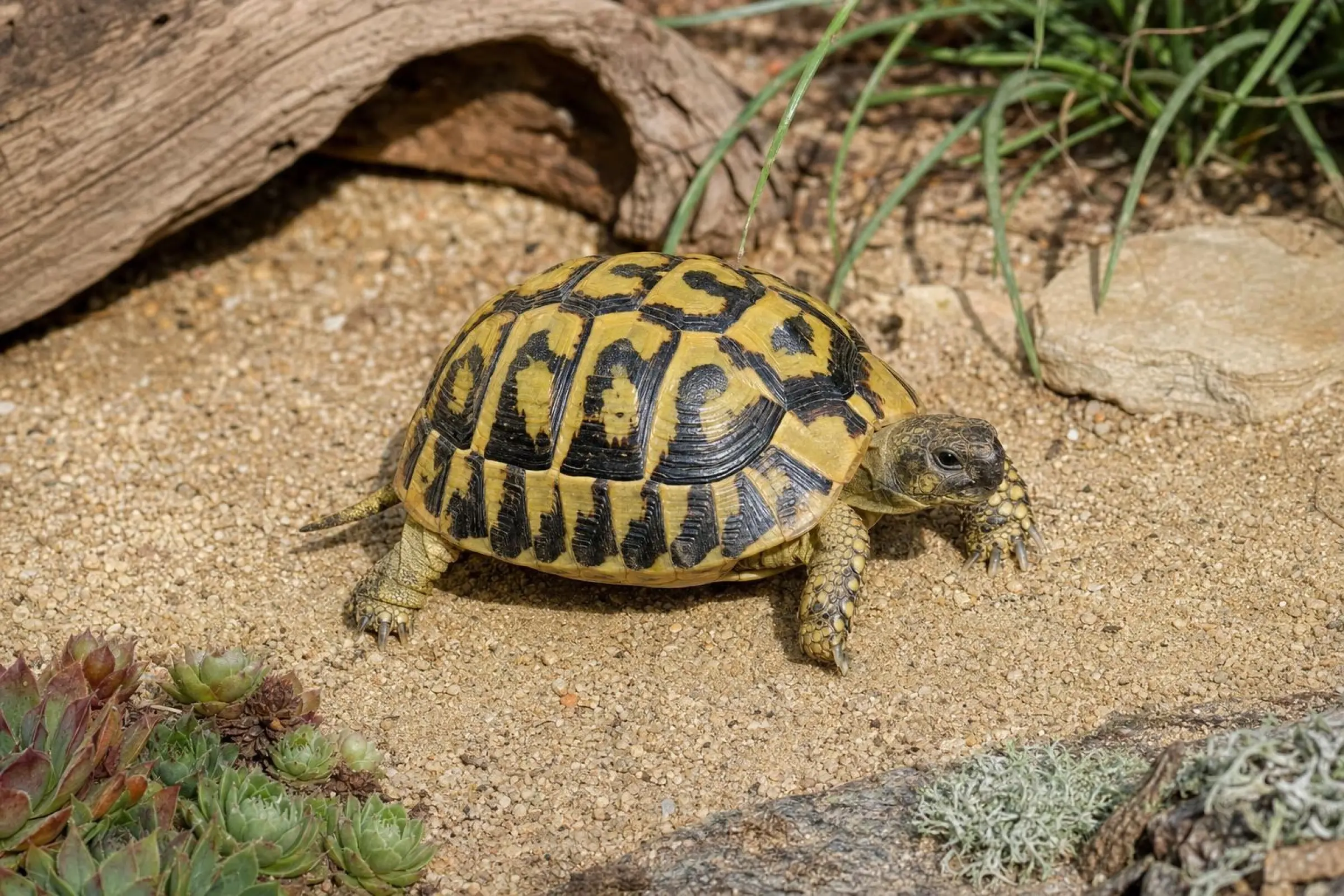 Tortue grecque occidentale, Testudo hermanni hermanni