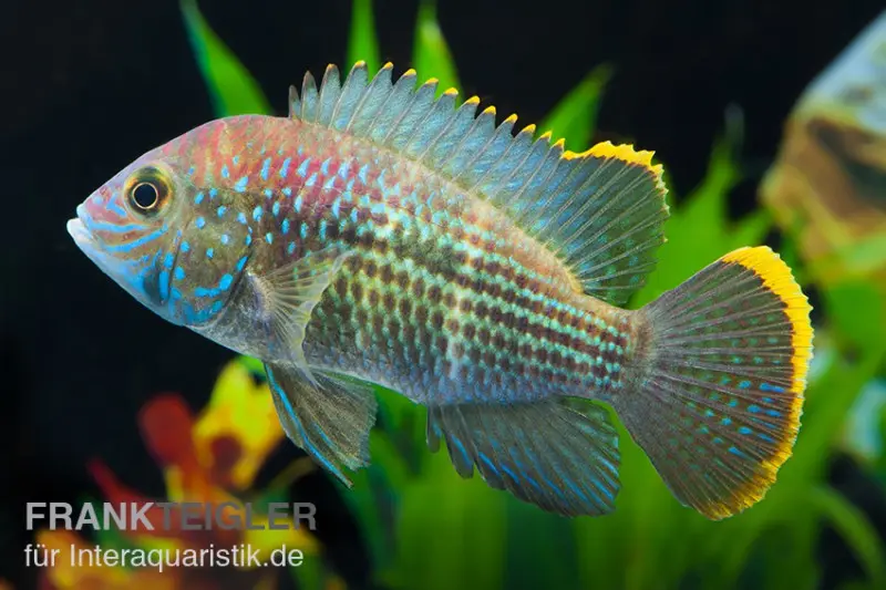 Cichlidé à bordure dorée, Aequidens rivulatus