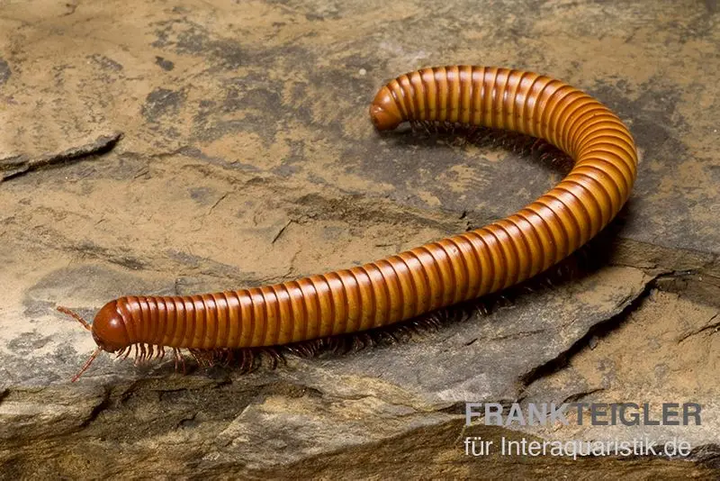 Mille-pattes du désert, Orthoporus ornatus