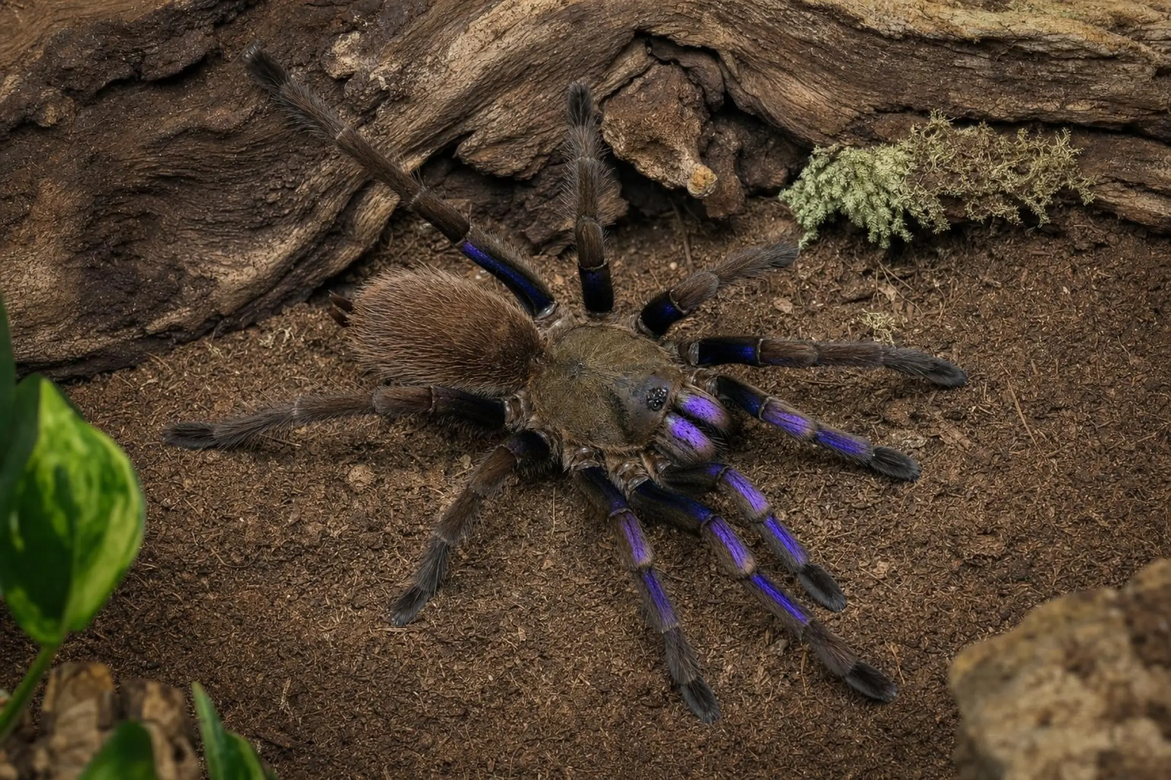 Mygale bleu électrique, Chilobrachys natanicharum