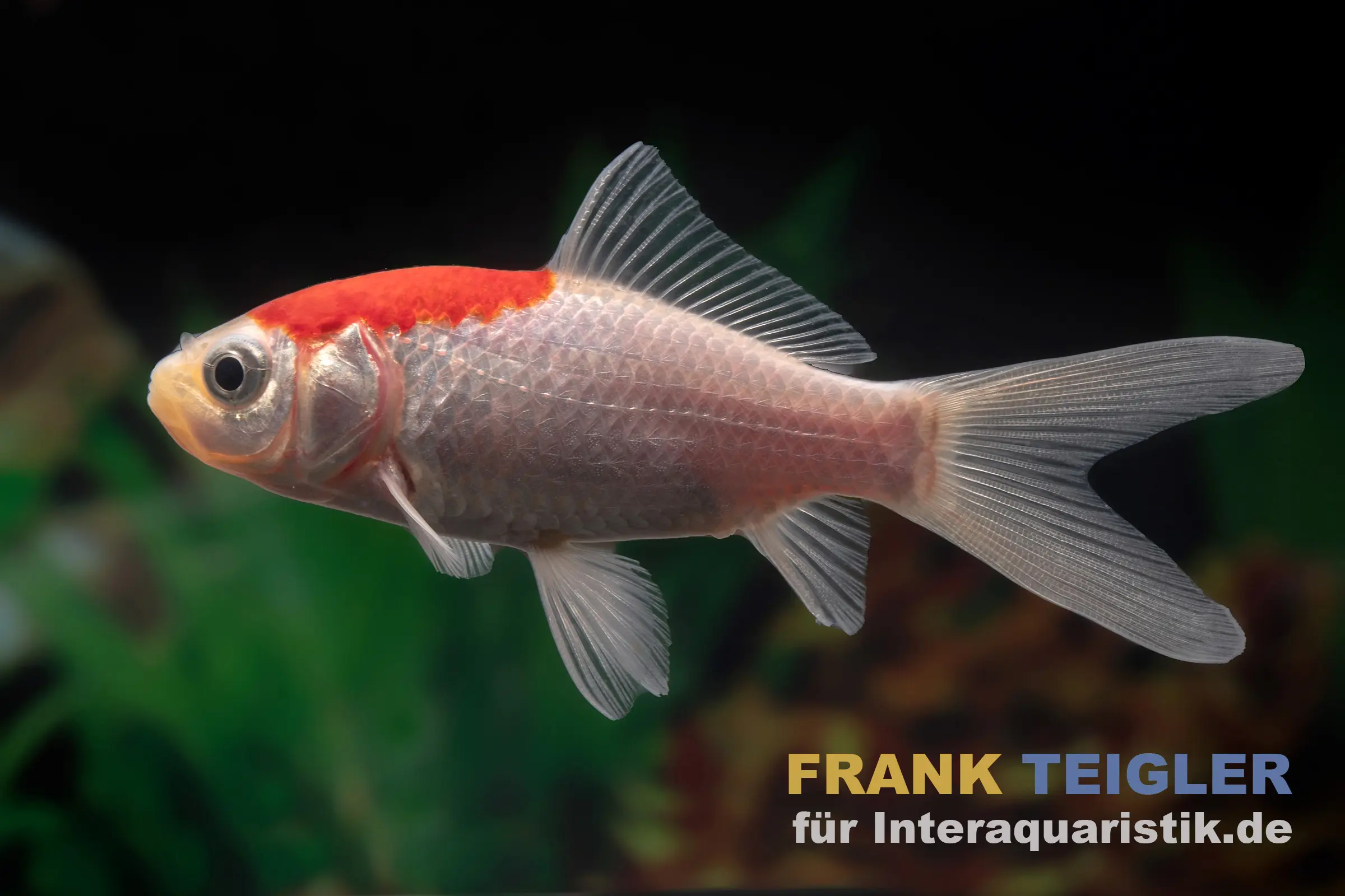 Poisson rouge Sarasa Tancho, Carassius auratus (eau froide)