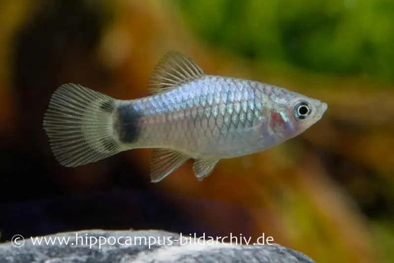 Platy Mickey Mouse bleu, Xiphophorus maculatus