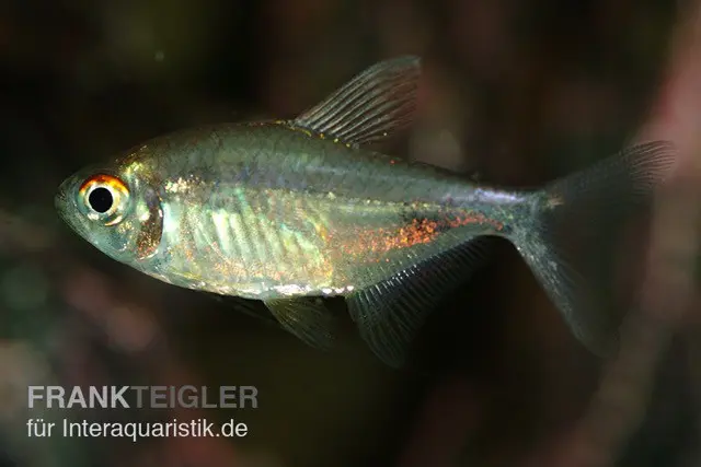 Tétra grenat, Hemigrammus pulcher