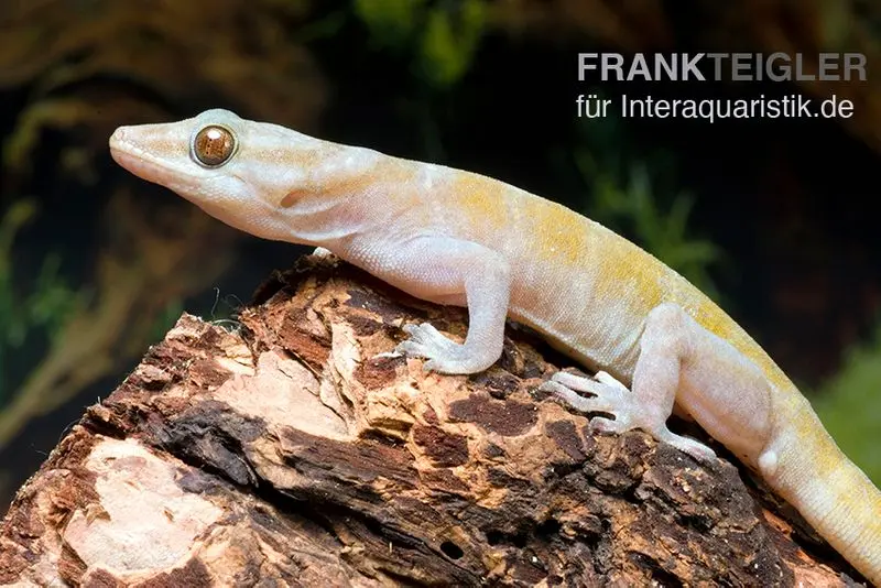 Gecko doré, Gekko ulikovskii