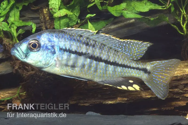 Protomelas spilonotus « Mbenji », élevage allemand