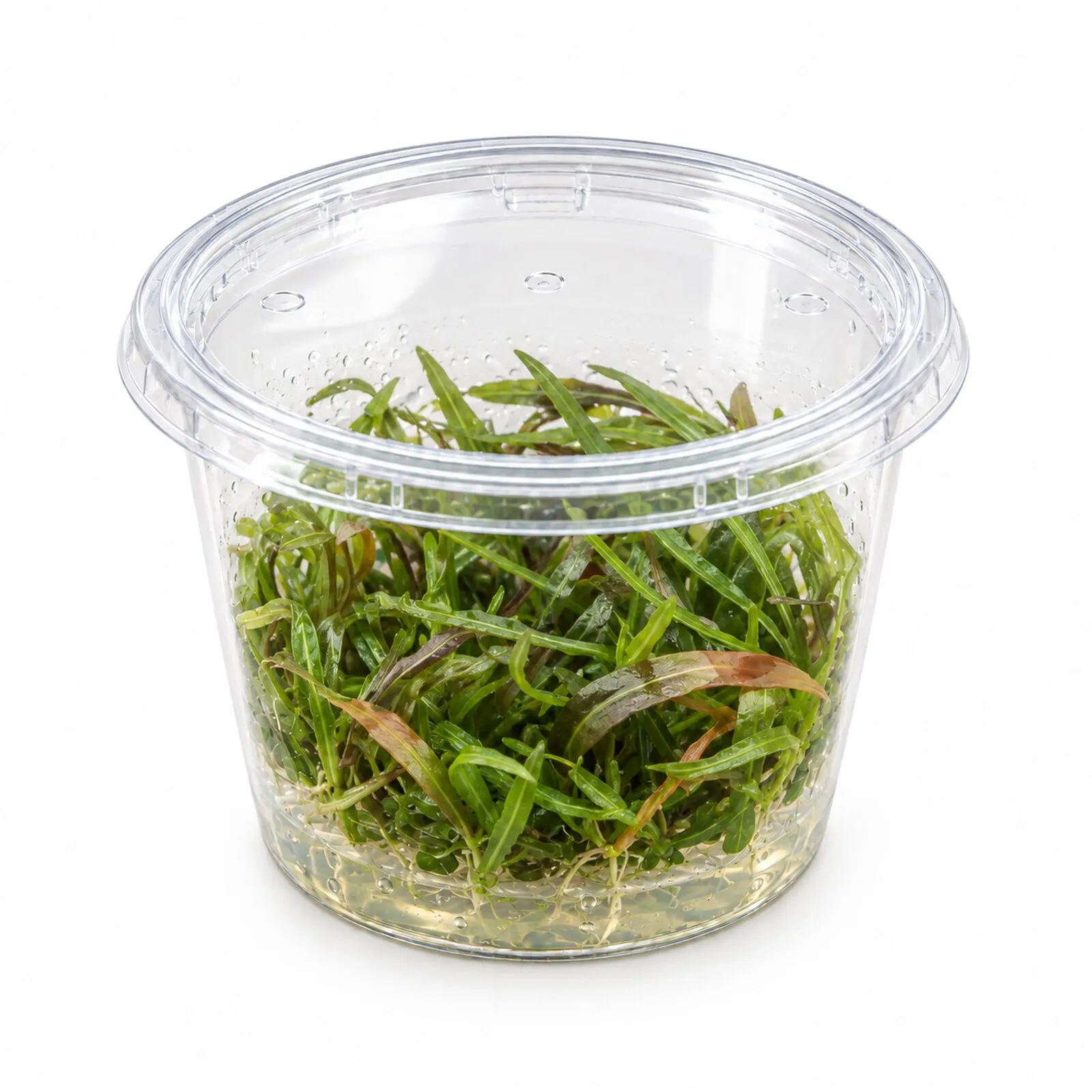 Hygrophile Araguaia, Hygrophila lancea "Araguaia", in vitro