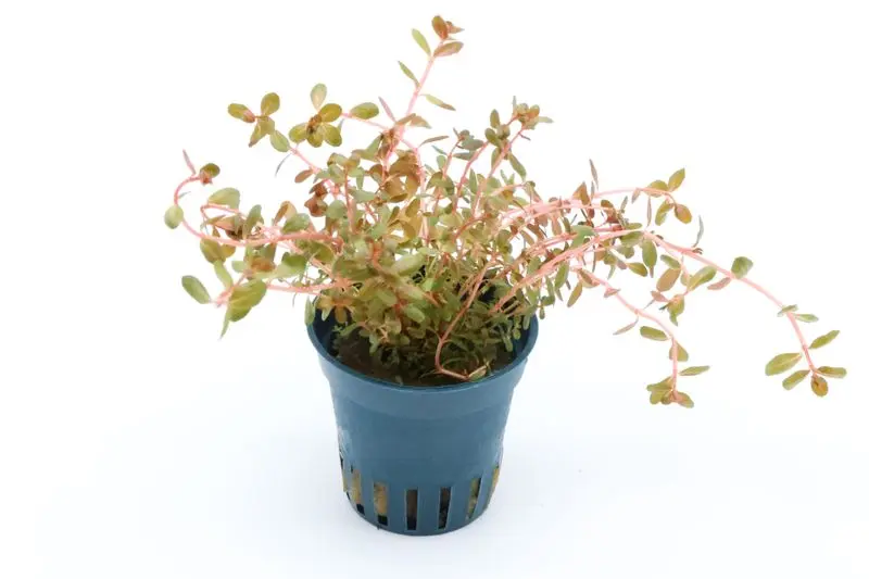 H"Ra-Rotala, Rotala sp. "H"Ra", en pot