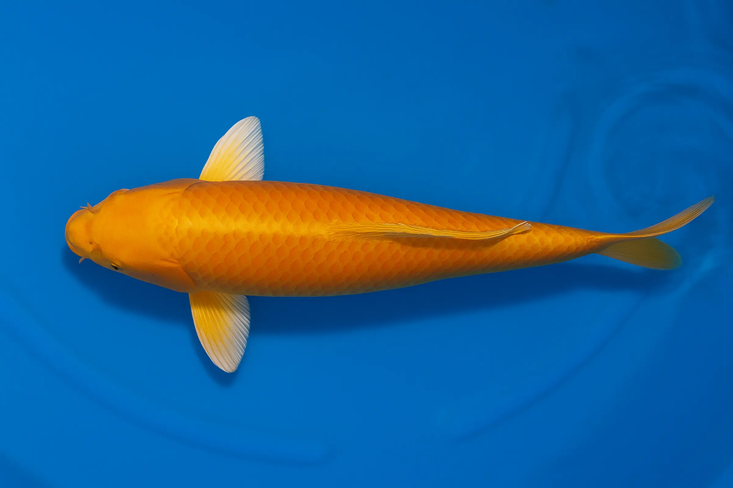 Koi japonais Yagenji Tosai Orenji Ogon, Cyprinus carpio, 13-16 cm