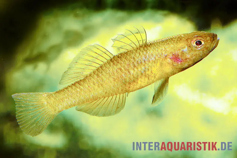 Gobie citron, Mugilogobius rexi (mini-poisson)