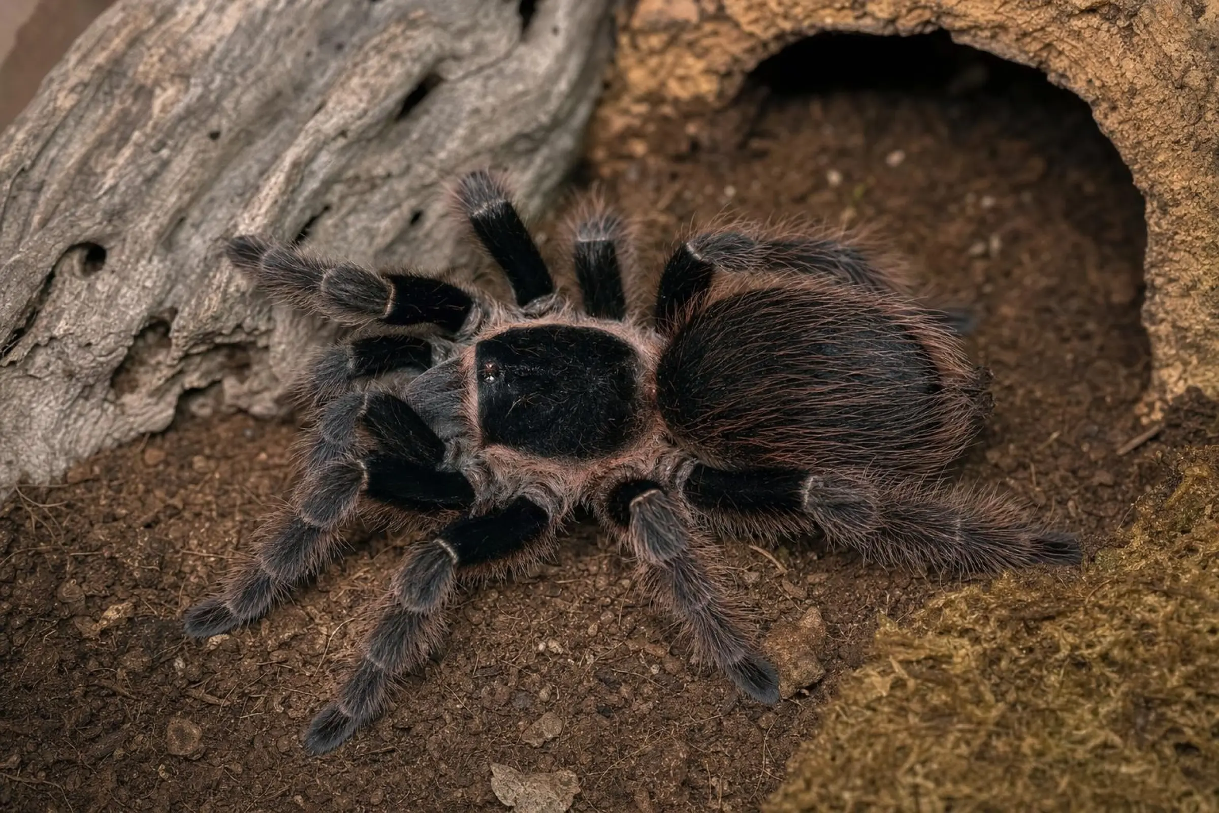 Mygale rouge du Brésil, Nhandu carapoensis