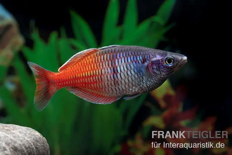 Poisson arc-en-ciel de Boeseman rouge, Melanotaenia boesemani RED, DNZ (élevage allemand)