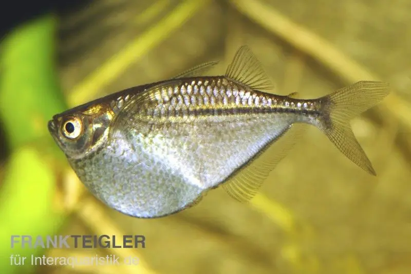 Poisson-hachette argenté, Gasteropelecus sternicla